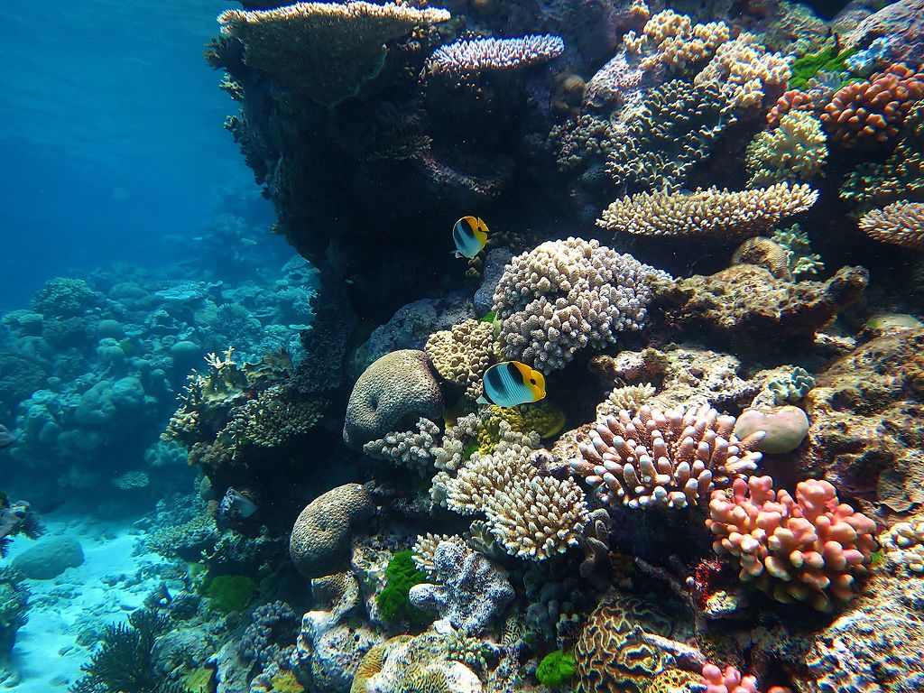 Tropische Korallenriffe