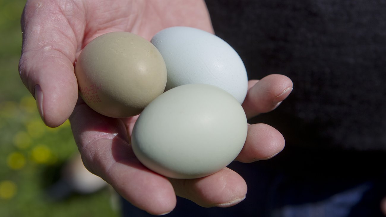 Braune Eier Weiße Eier